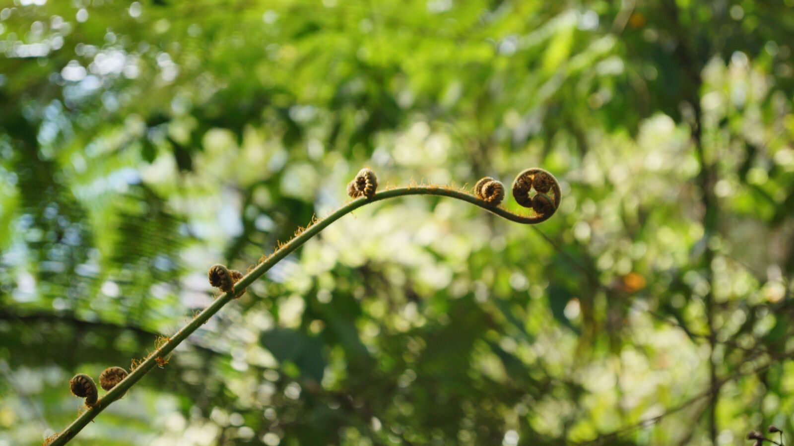 Sony SLT-A37 sample photo. Nature, fern, green photography