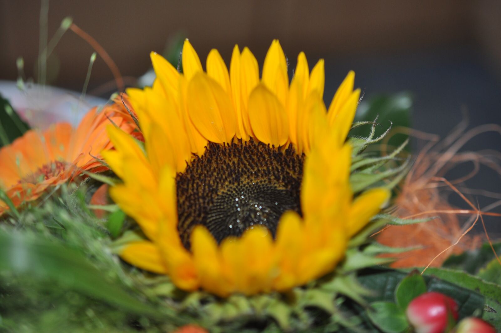 Nikon D90 sample photo. Sunflower, flower, nature photography