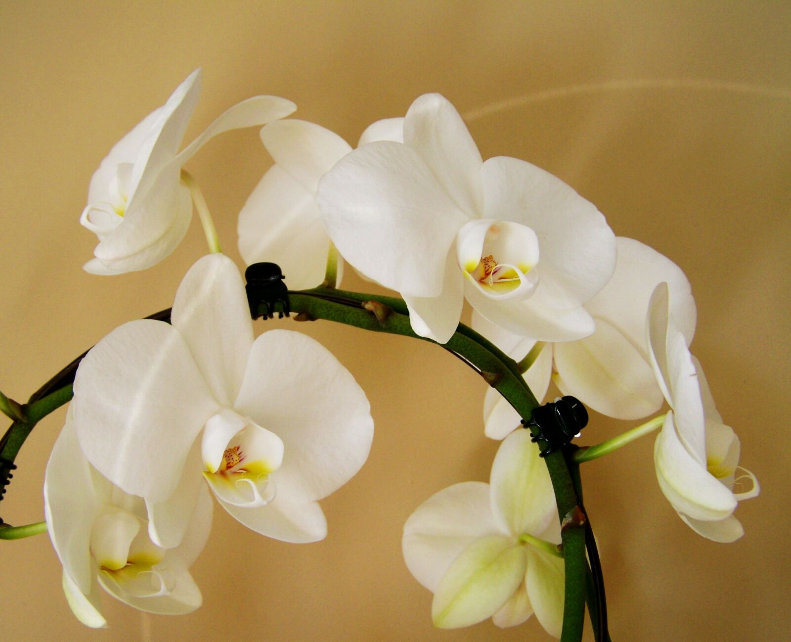 Kodak EASYSHARE ZD710 ZOOM DIGITAL CAMERA sample photo. Orchid, white, room plant photography
