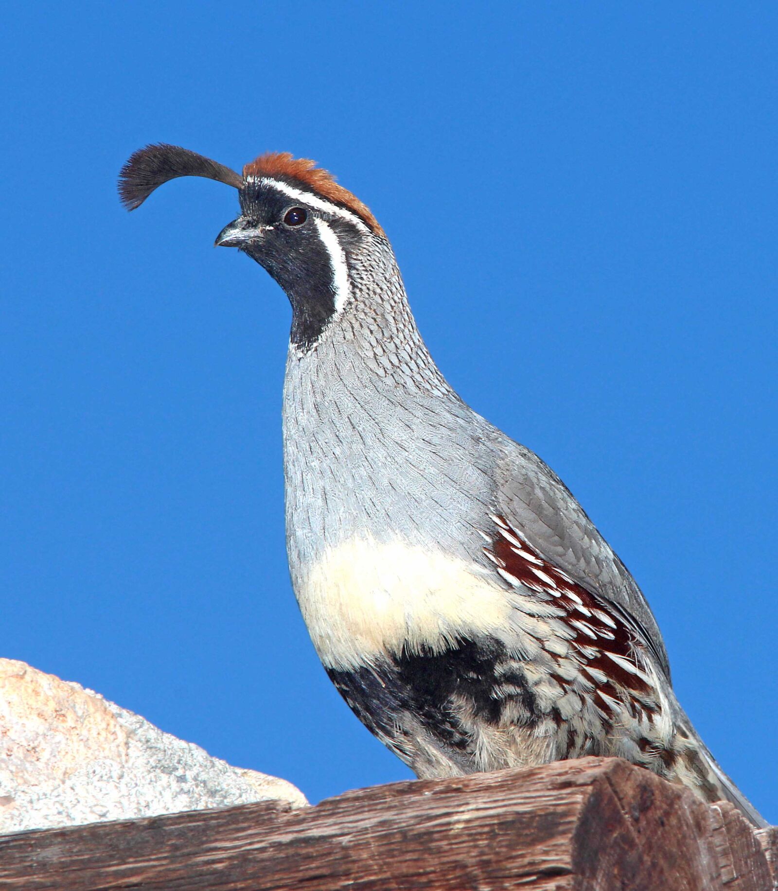 Canon EF 300mm F4L IS USM sample photo