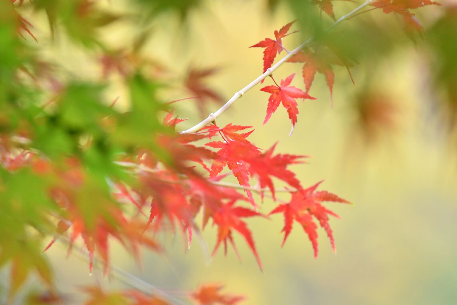 Nikon D500 sample photo. Autumnal leaves, maple, autumn photography