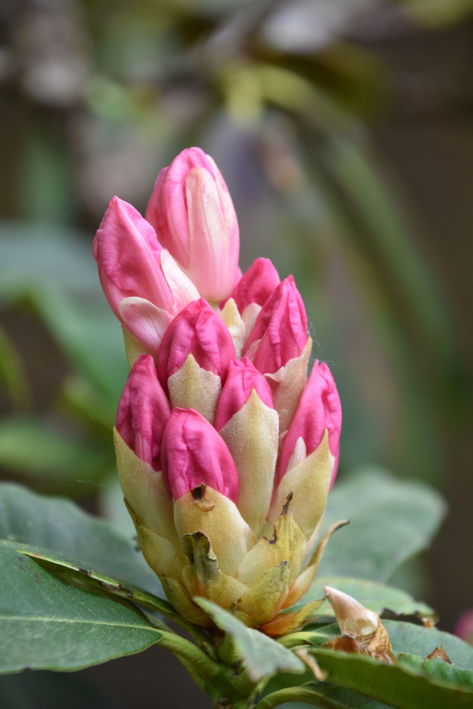 Nikon D5600 sample photo. Nature, flower, plant photography