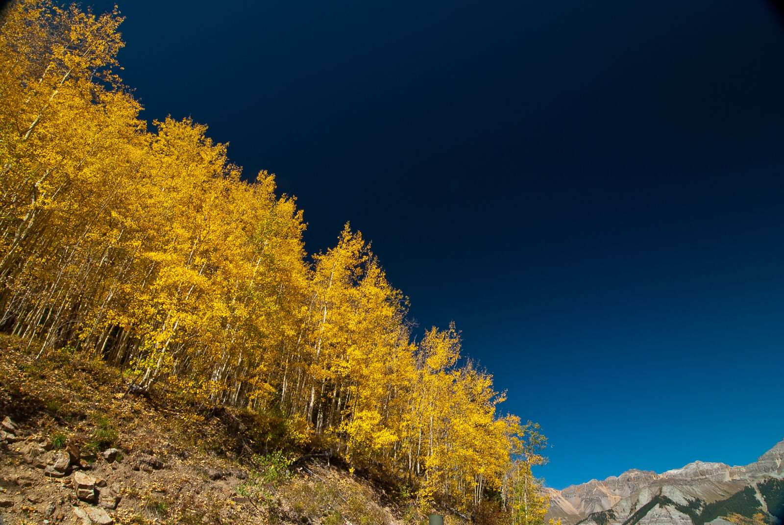 Nikon D200 sample photo. Yellow, leaf, tree, on photography