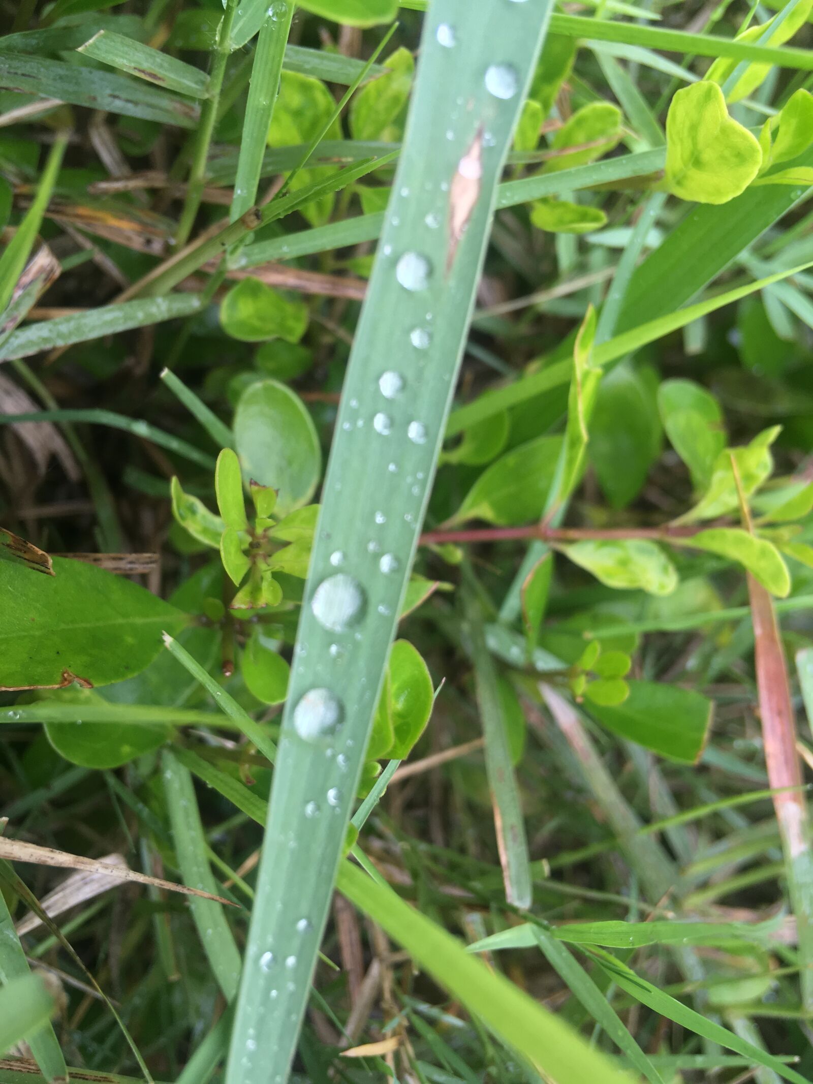 iPhone SE back camera 4.15mm f/2.2 sample photo. Water drop, grass, garden photography