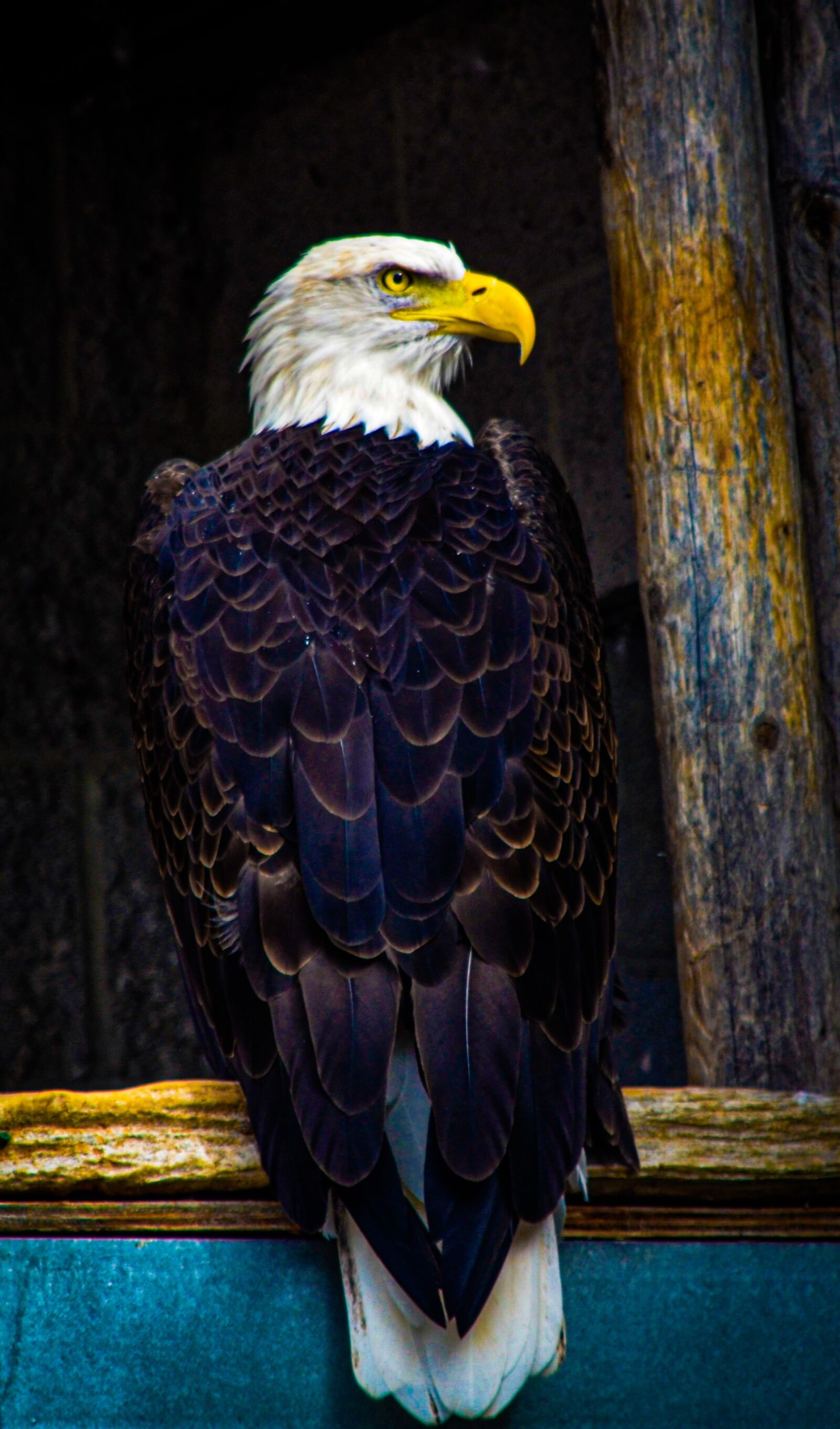 Nikon D7000 sample photo. Eagle, bird, feather photography