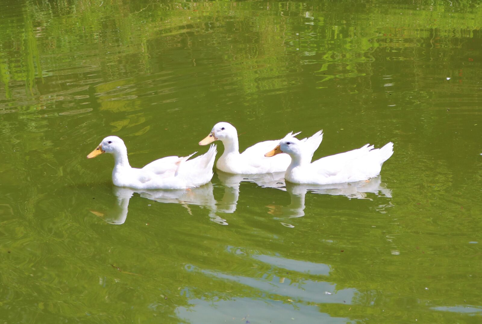 Canon EOS 750D (EOS Rebel T6i / EOS Kiss X8i) + Canon EF-S 18-55mm F3.5-5.6 IS STM sample photo. Bird, duck, white photography