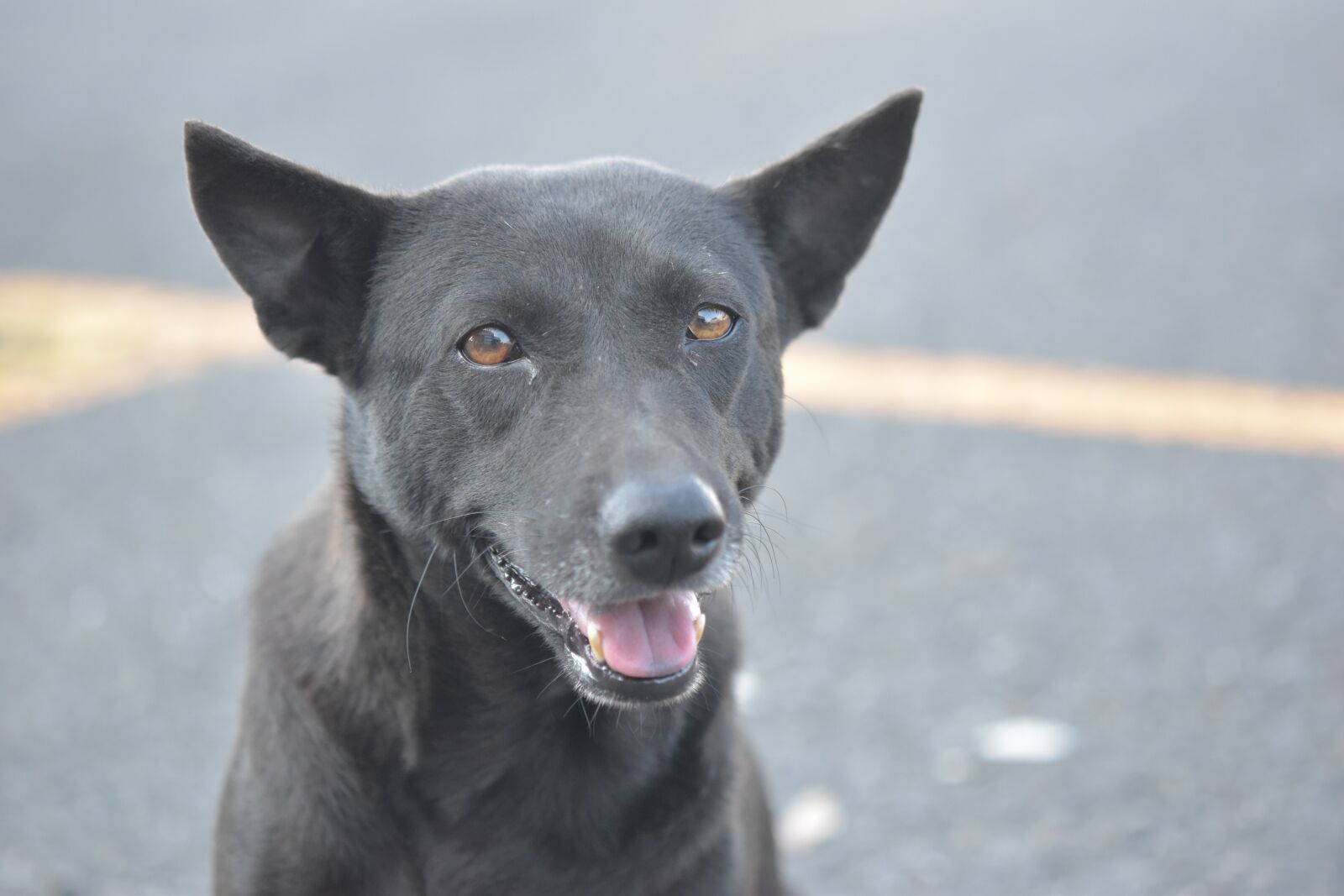 Nikon D5500 sample photo. Dog, animal, pets photography
