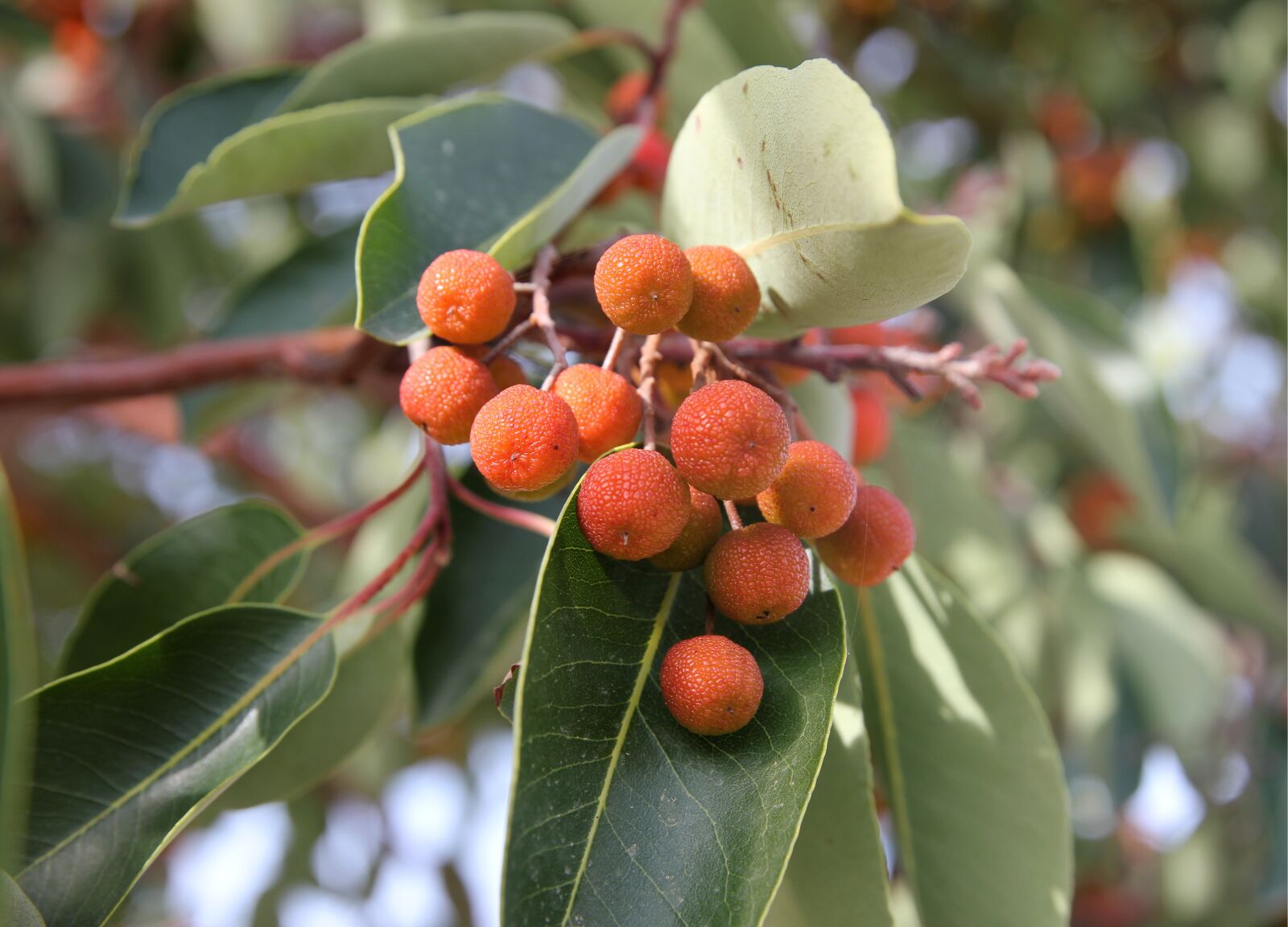 Canon EF 24-70mm F2.8L II USM sample photo. Wild, fruit, forest fruit photography