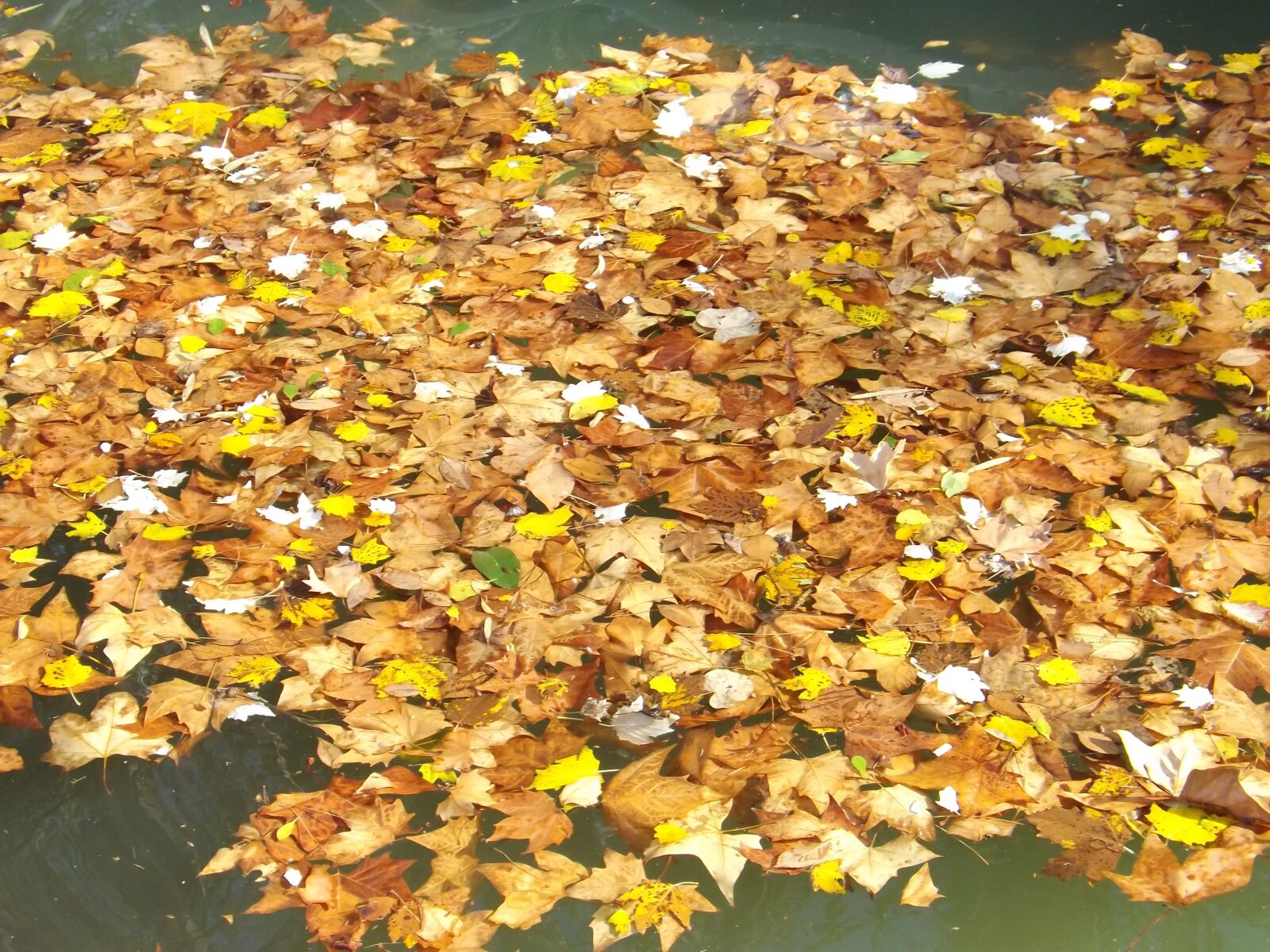 Fujifilm FinePix S4900 sample photo. Autumn, leaves, maple photography