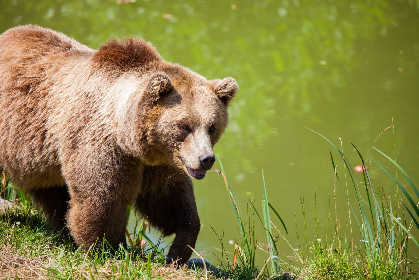 Canon EOS 5D Mark II sample photo. Bear, bavarian bear, wild photography