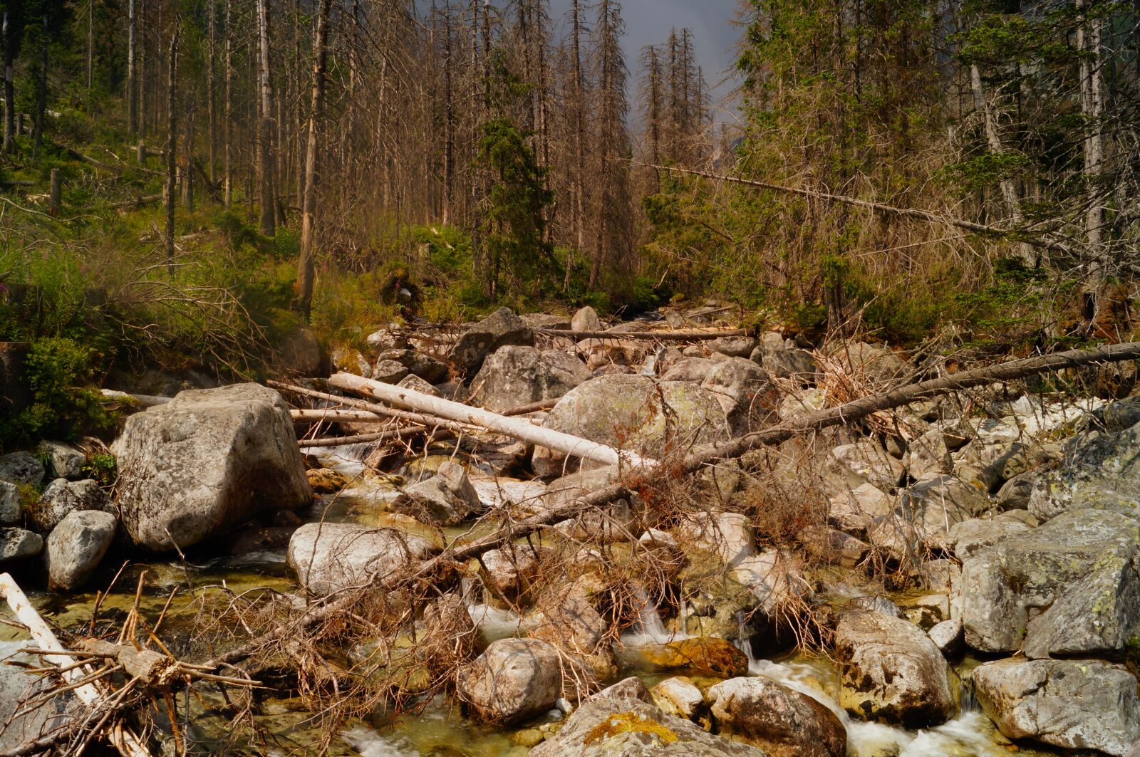 Sony SLT-A57 sample photo. Slovakia, high tatras, nature photography