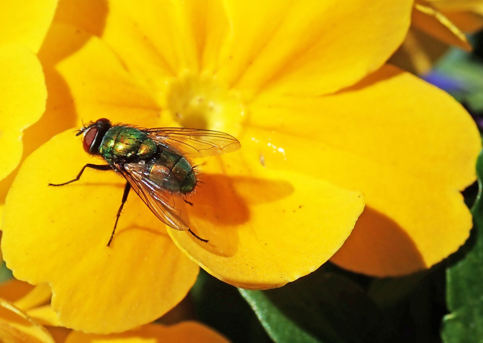 Olympus TG-5 sample photo. Fly insect, flower, primrose photography
