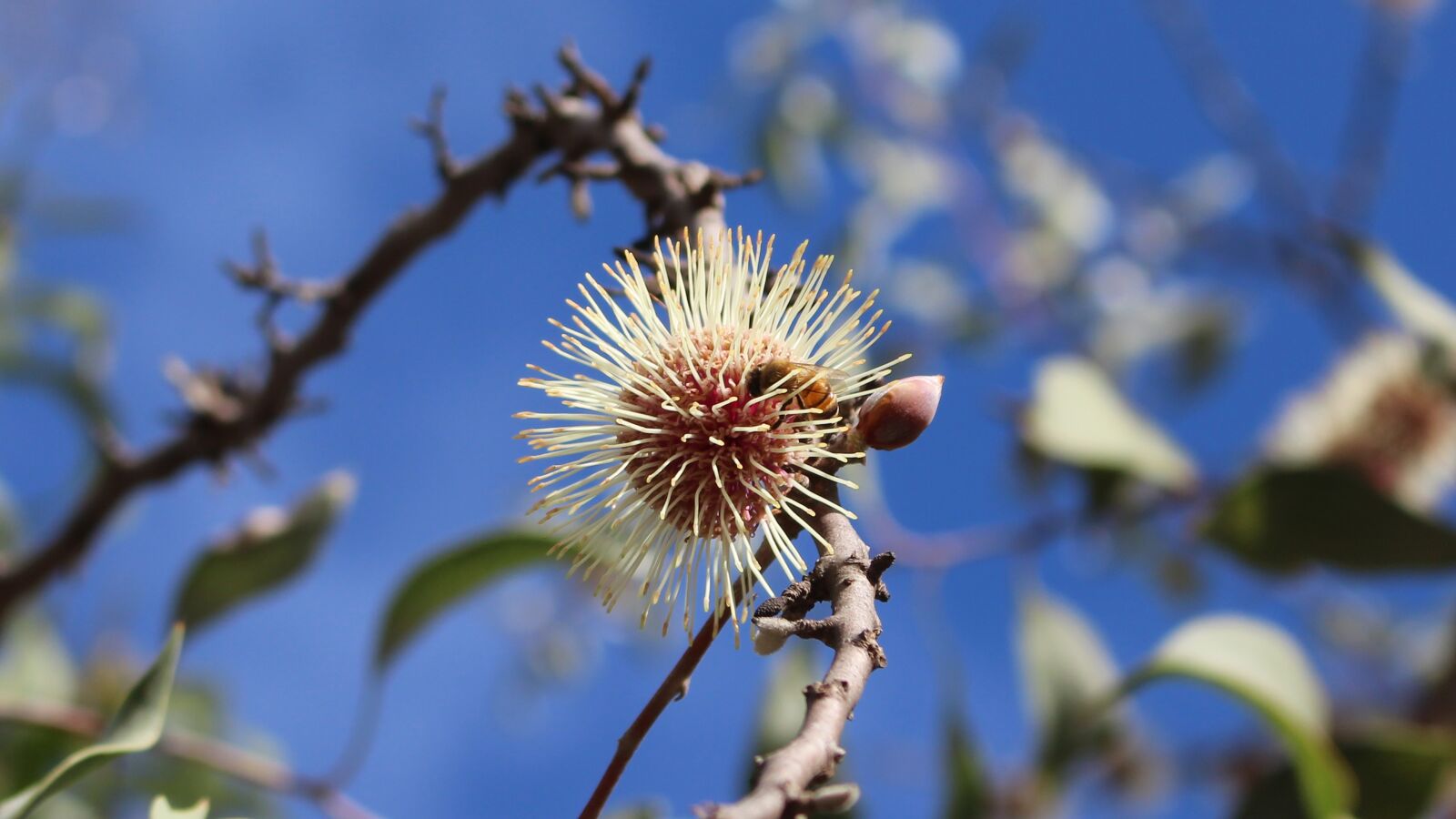 Canon EOS 700D (EOS Rebel T5i / EOS Kiss X7i) sample photo. Pollination, bee, pin-cushion hakea photography