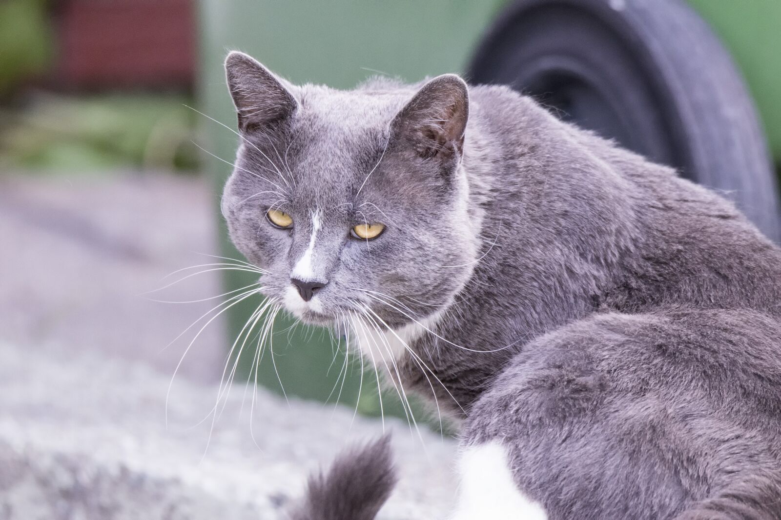 Nikon D5300 sample photo. Cat, sitting, looking photography