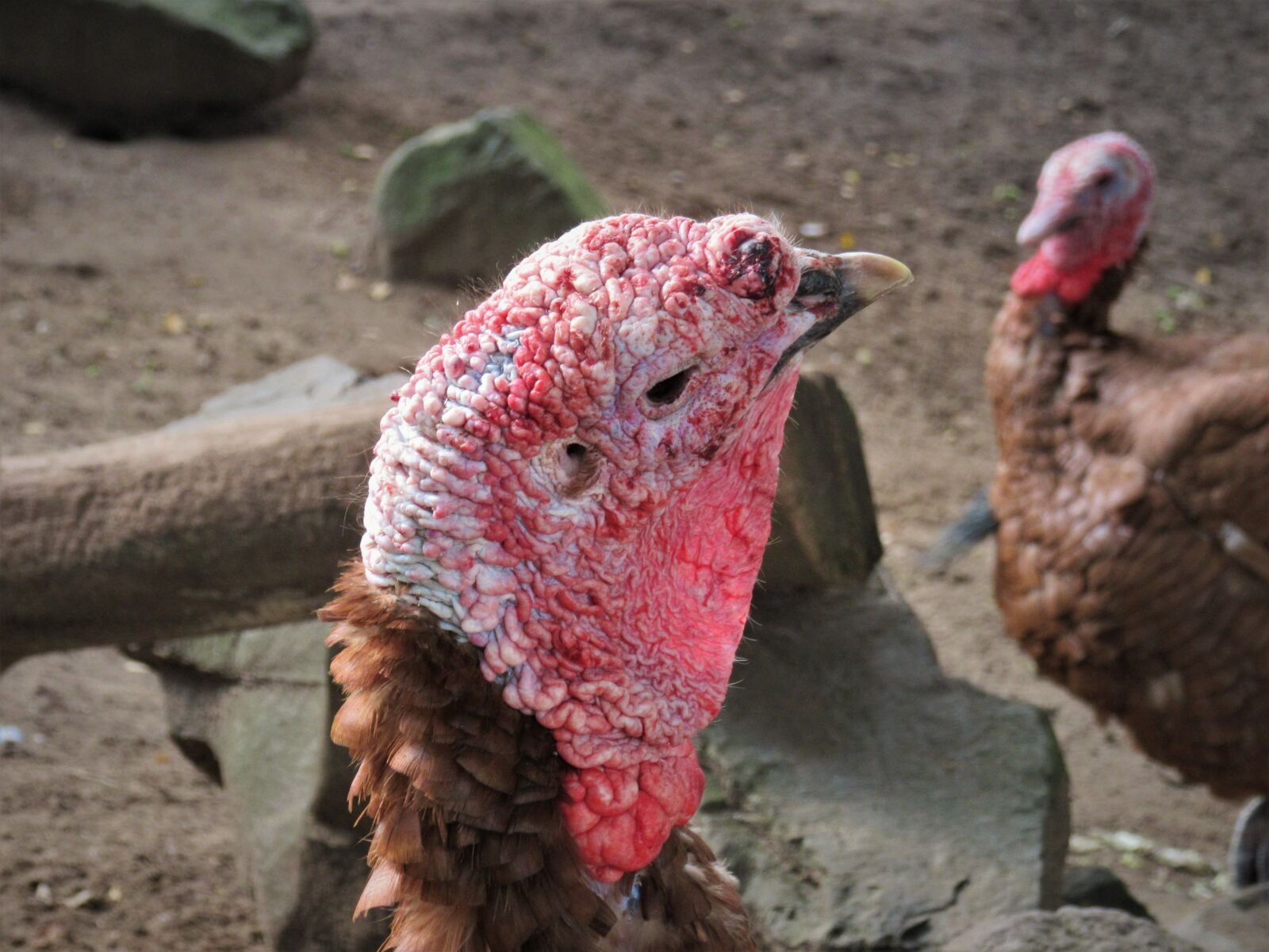 Canon PowerShot SX610 HS sample photo. Turkey, bird, head photography