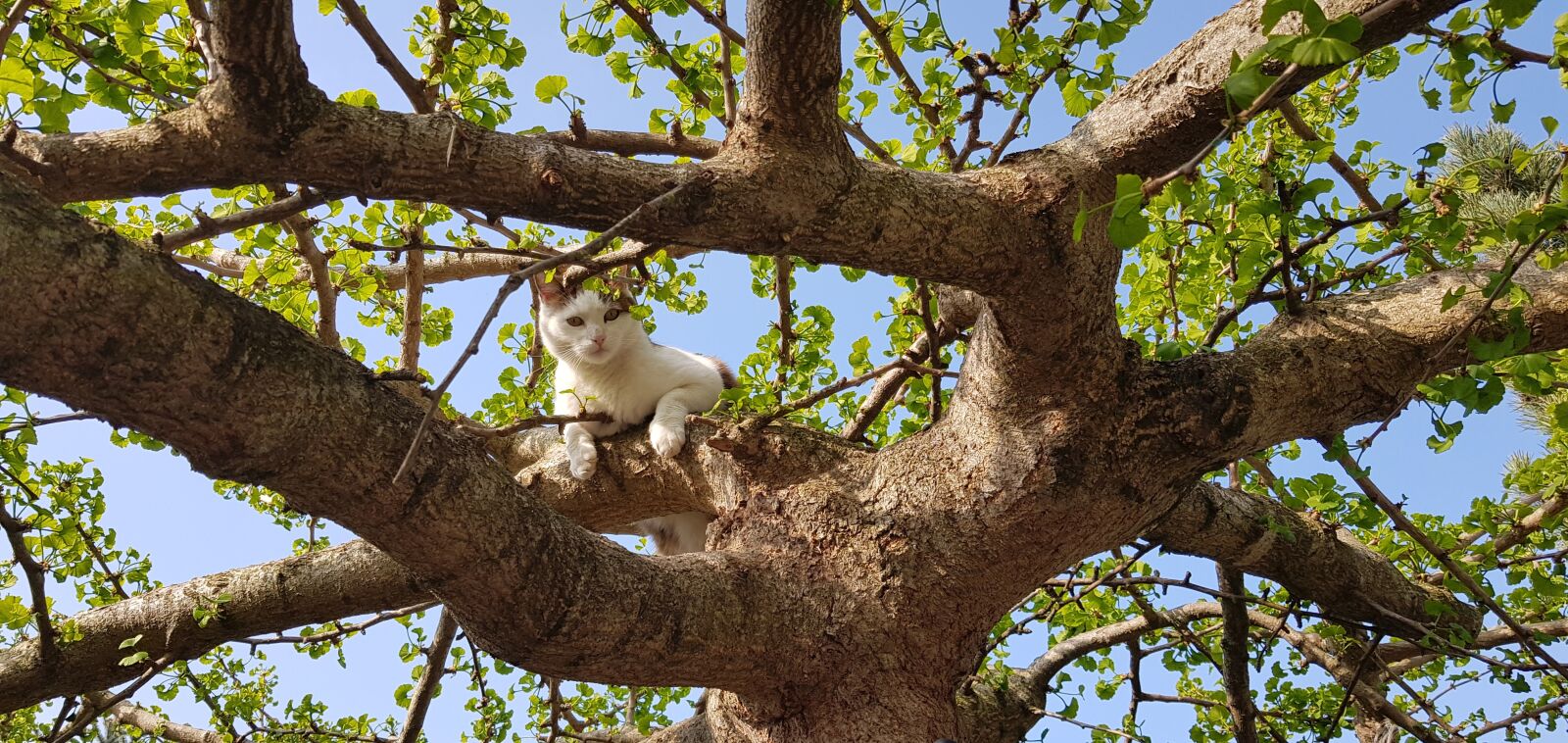 Samsung Galaxy S8 sample photo. Ginko, tree, cat photography
