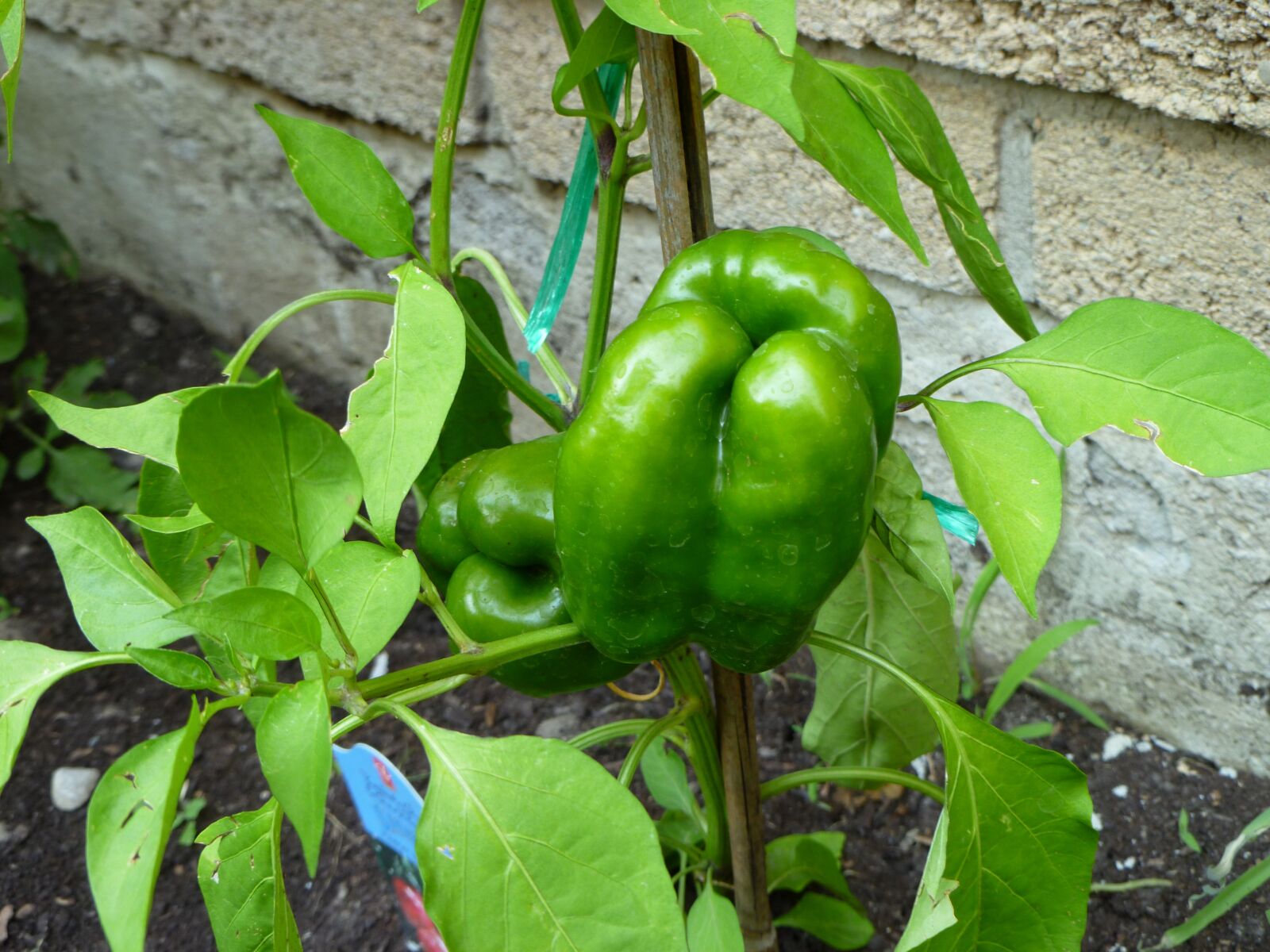 Panasonic DMC-FH20 sample photo. Green peppers on vine photography