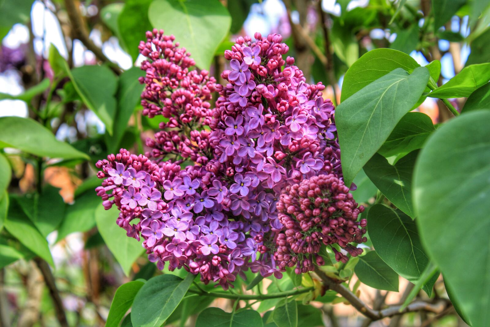 Canon EOS 2000D (EOS Rebel T7 / EOS Kiss X90 / EOS 1500D) sample photo. Lilac, purple, violet photography