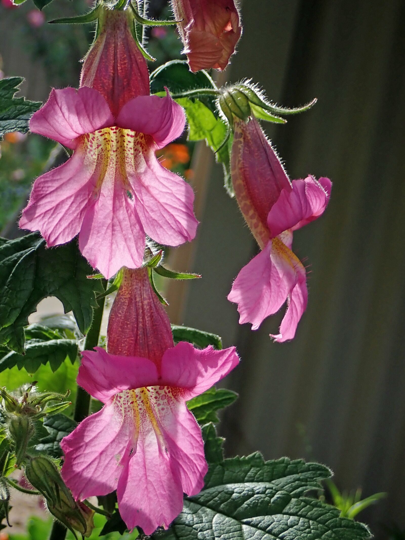 Olympus TG-5 sample photo. Flower, pink, sunlit photography