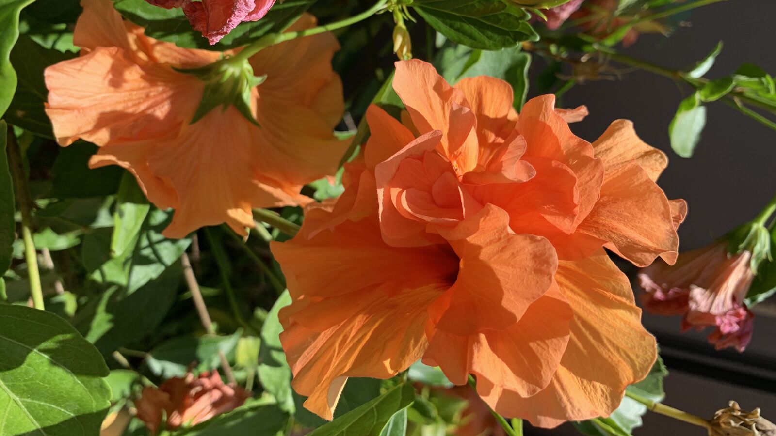 Apple iPhone XR sample photo. Hibiscus, orange, garden photography