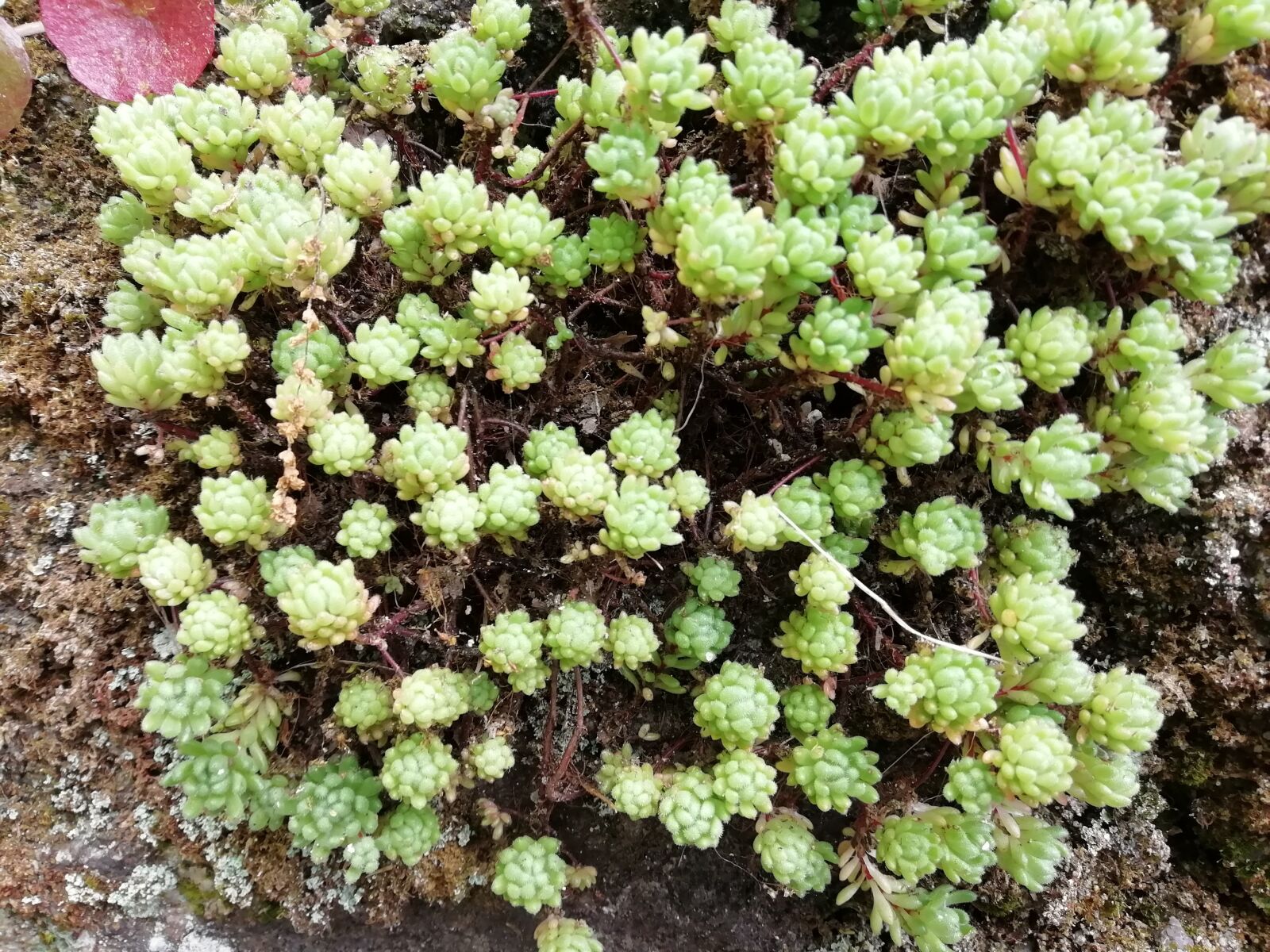 HUAWEI FIG-LX1 sample photo. Little, plant, green photography