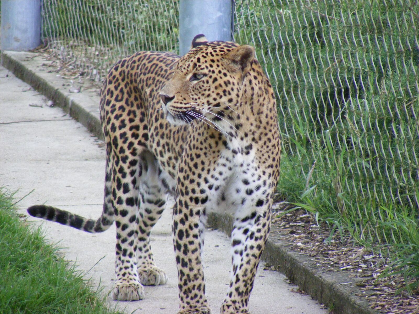 Fujifilm FinePix S5800 S800 sample photo. Wild, animal, zoo photography
