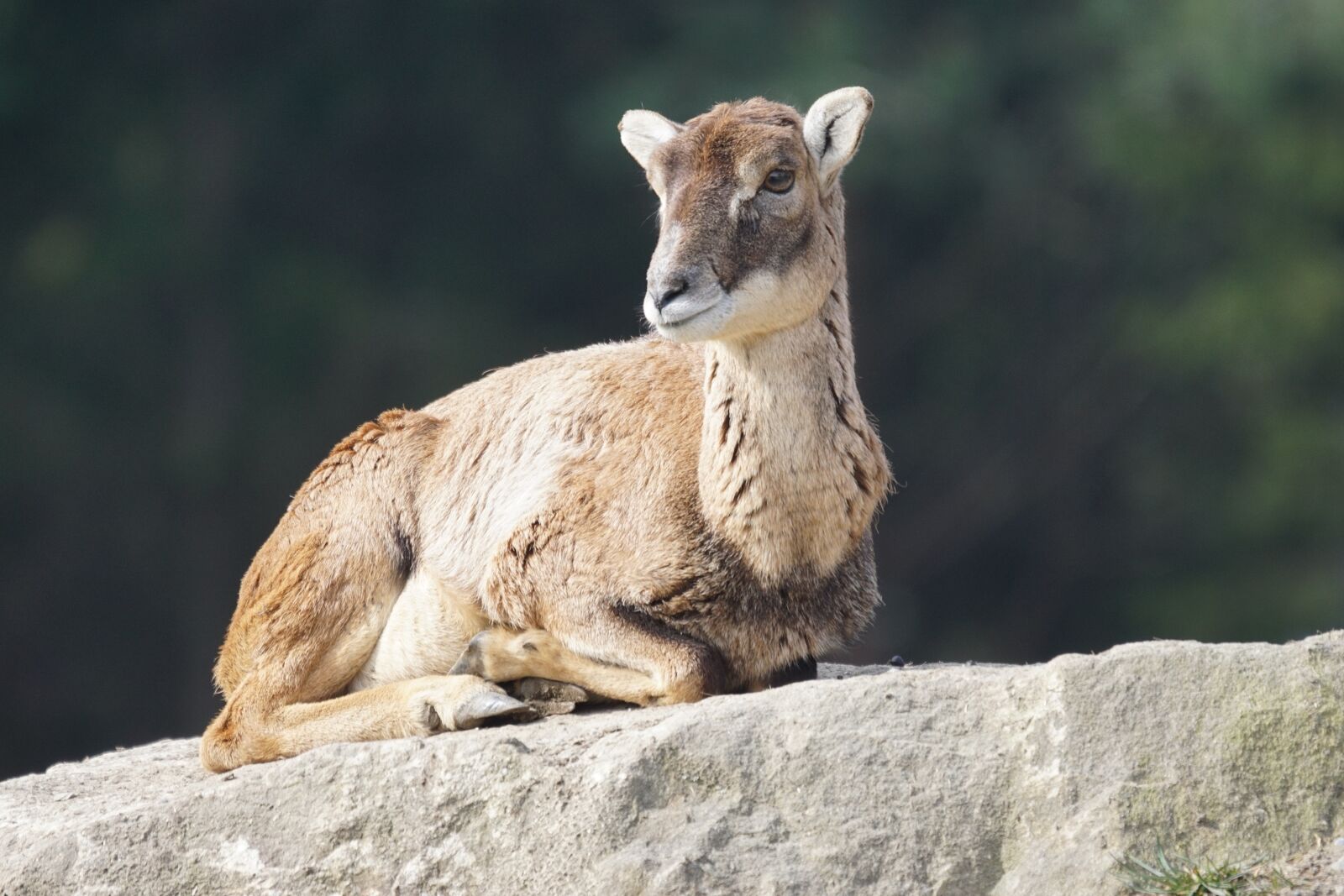 Sony ILCA-77M2 + Sony 70-400mm F4-5.6 G SSM sample photo. Mouflon, female, sheep photography