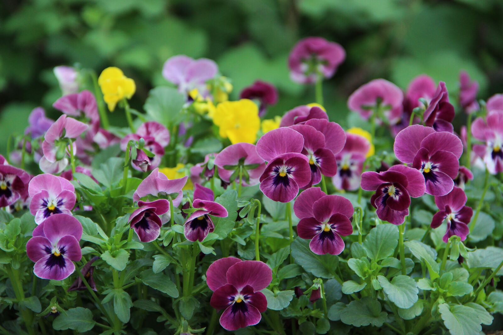 Canon EOS 600D (Rebel EOS T3i / EOS Kiss X5) sample photo. Flowers, flower, spring photography