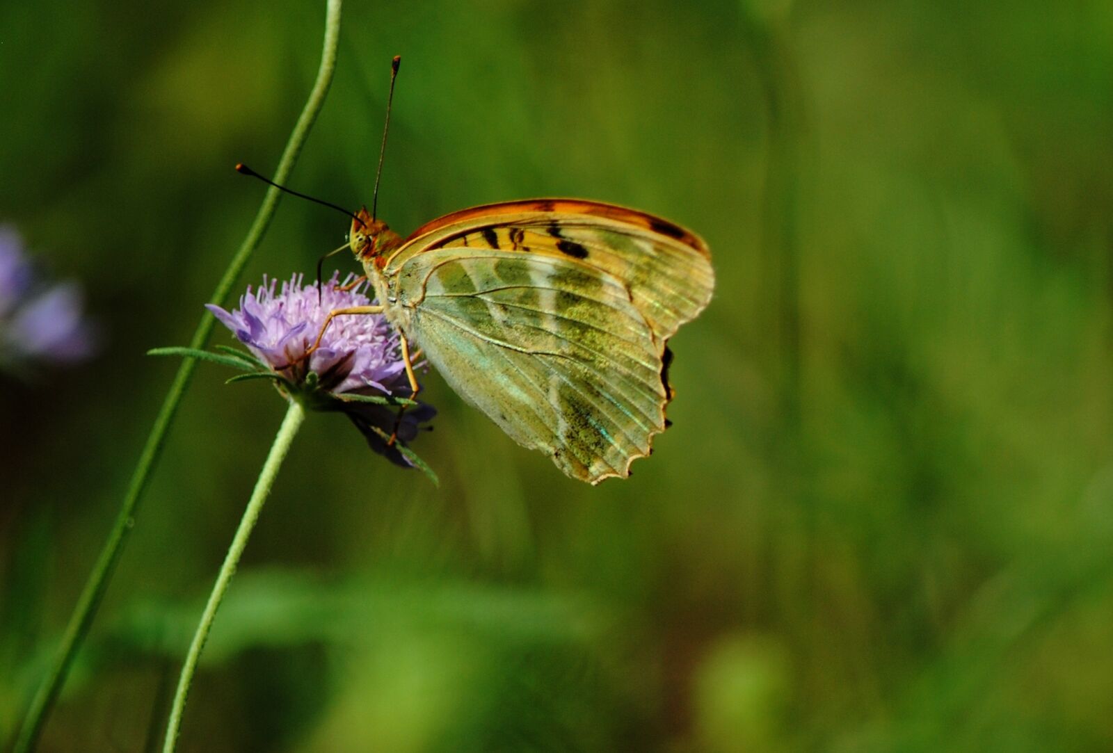 Nikon D3000 sample photo. Butterfly, nature, flowers photography