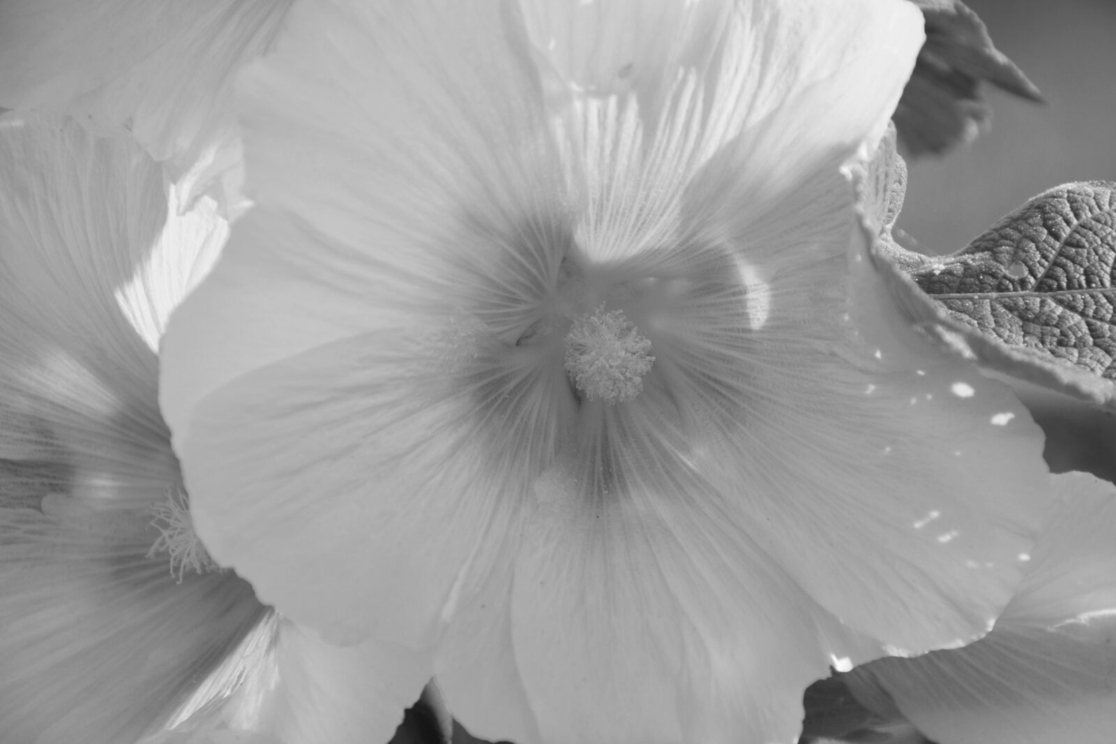 Nikon D5200 sample photo. Flower, flowers, photo black photography