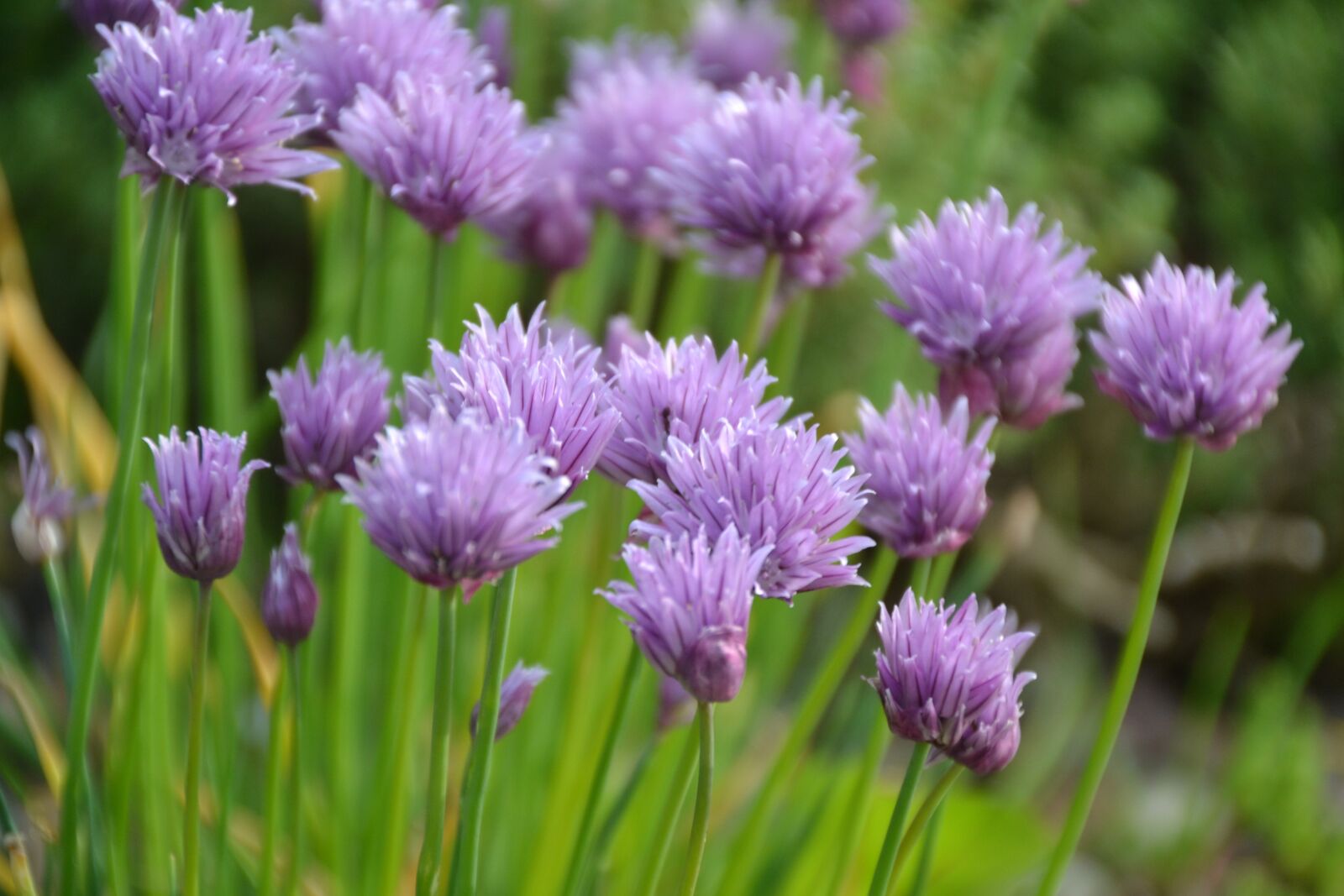 Nikon D3100 sample photo. Allium, herb, allium schoenoprasum photography