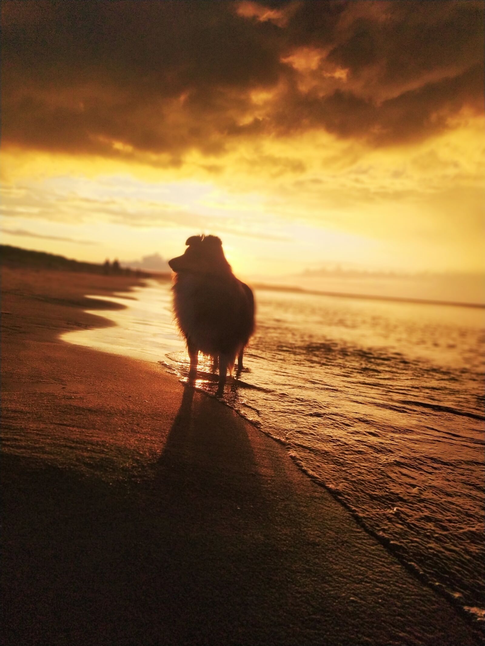 Xiaomi Redmi Note 7 sample photo. Sea, dog, sunset photography