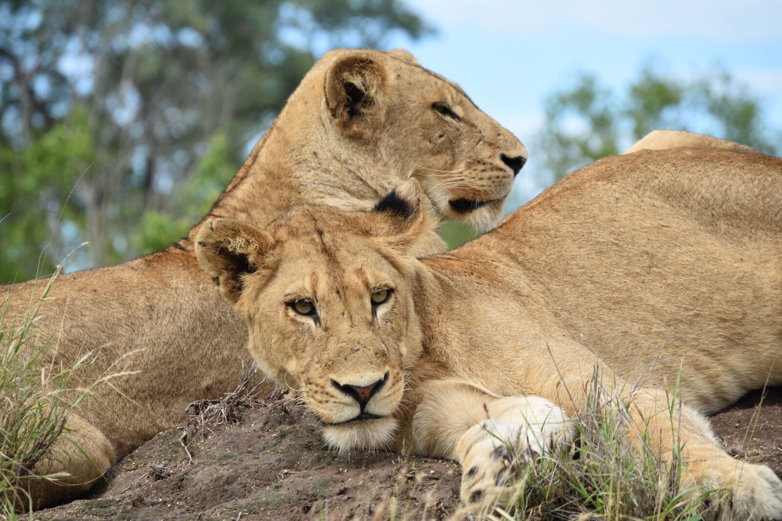 Nikon D3500 sample photo. Lions, carnivore, predator photography