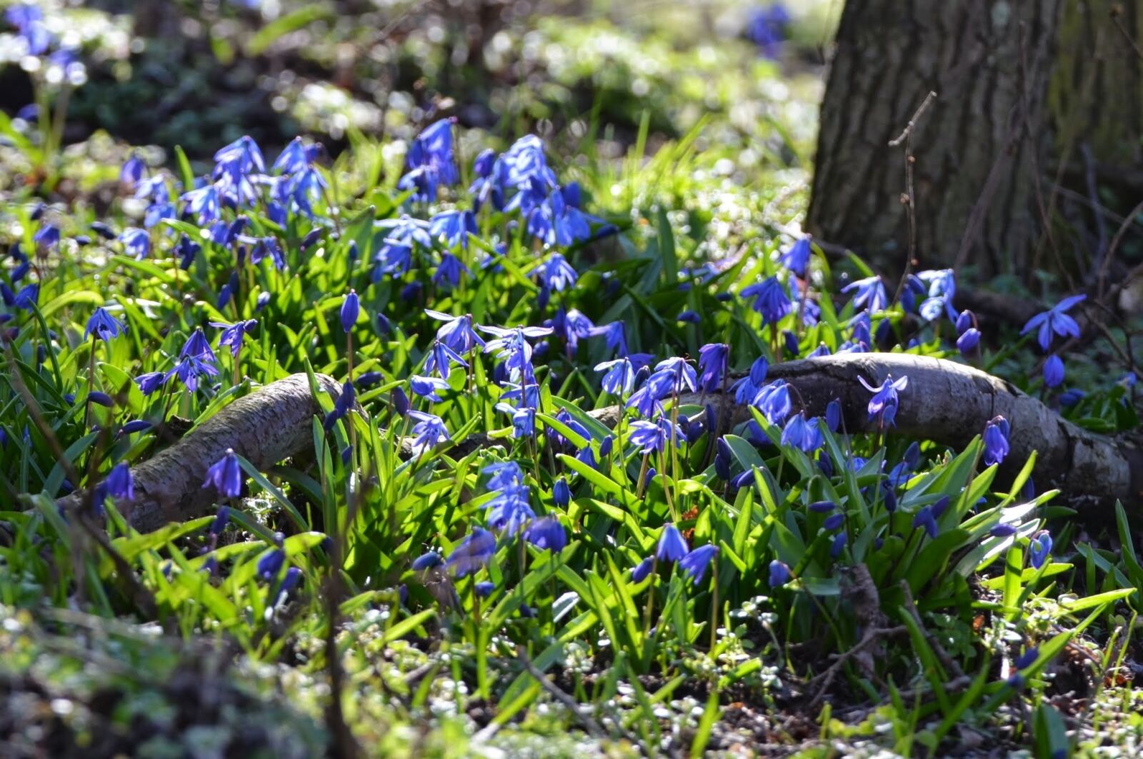 Nikon D5100 sample photo. Forest, spring flowers, blue photography
