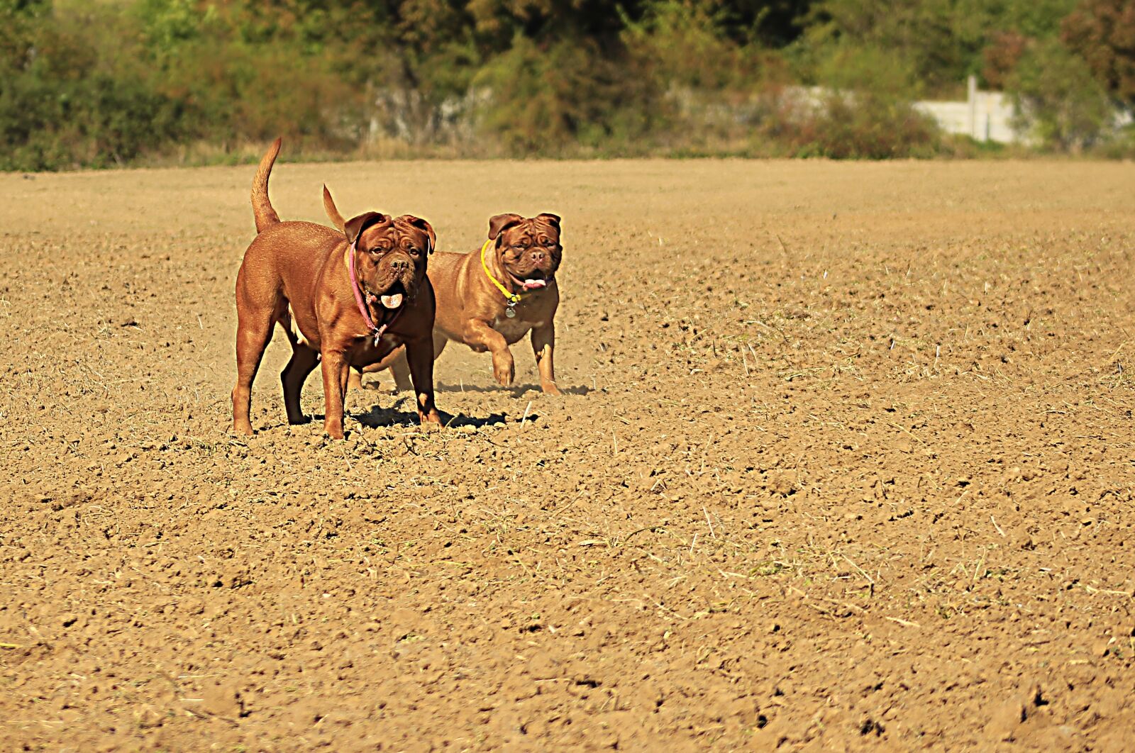 Canon EOS 600D (Rebel EOS T3i / EOS Kiss X5) + Canon EF 75-300mm f/4-5.6 sample photo. Bordeaux, dogue, dog photography
