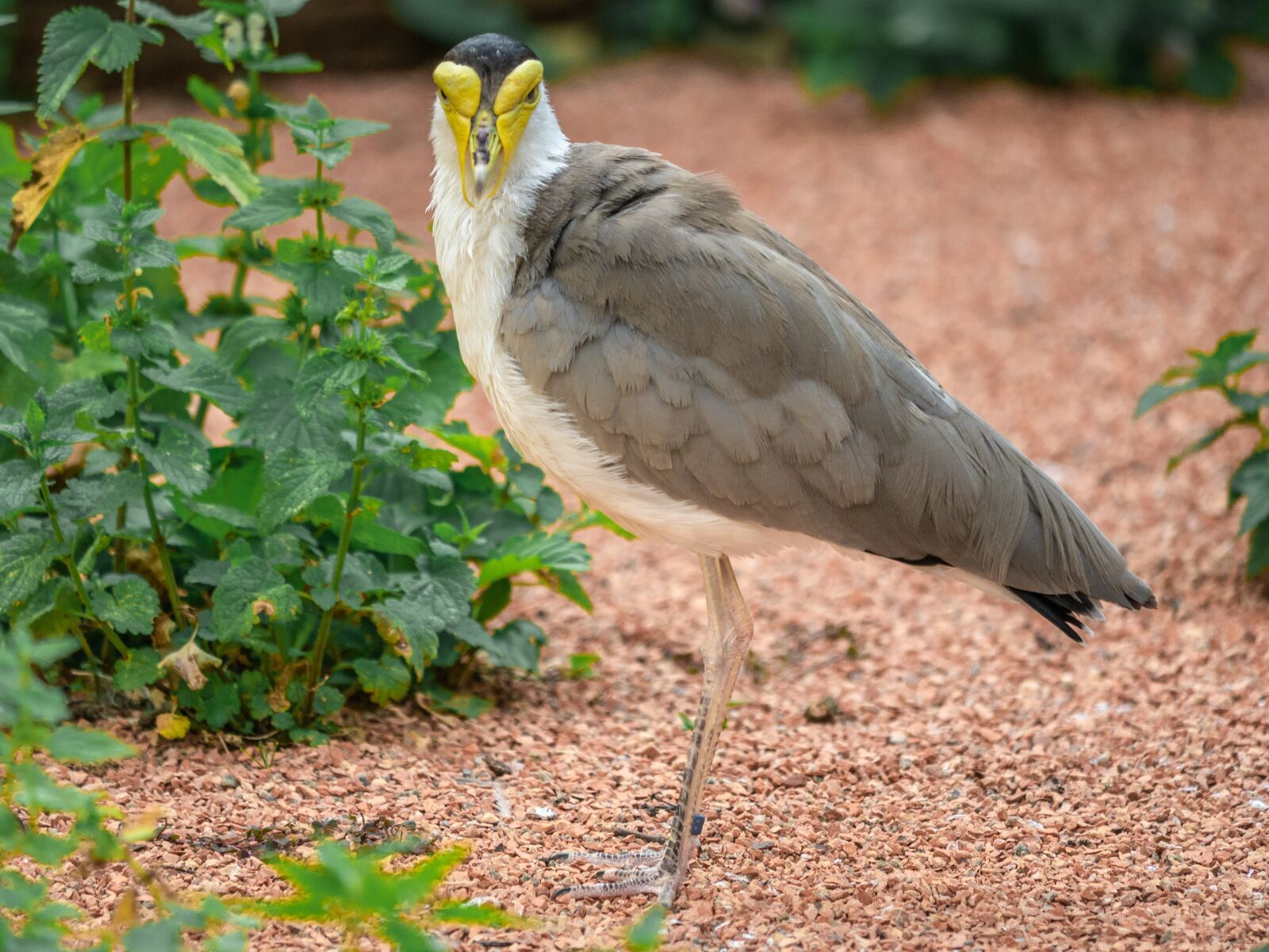 LUMIX G VARIO 100-300/F4.0-5.6II sample photo. Bird, lapwing, mask lapwing photography
