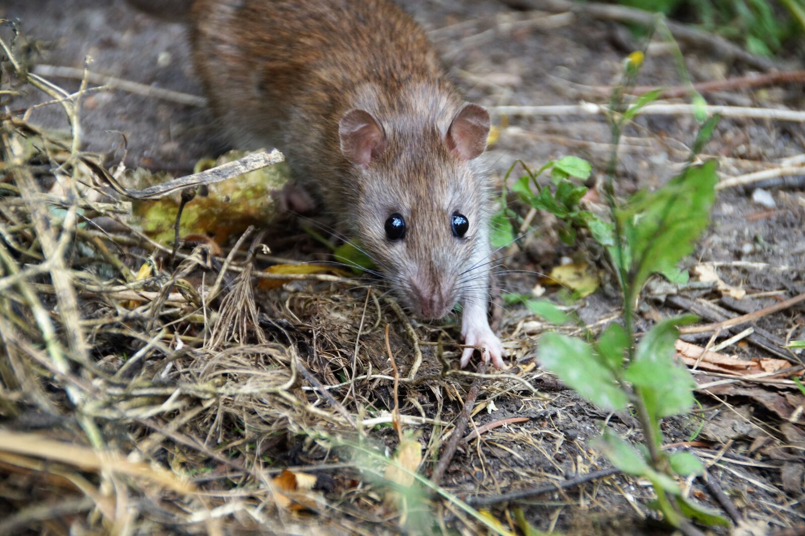 Sony SLT-A58 sample photo. Rat, mouse, rodent photography