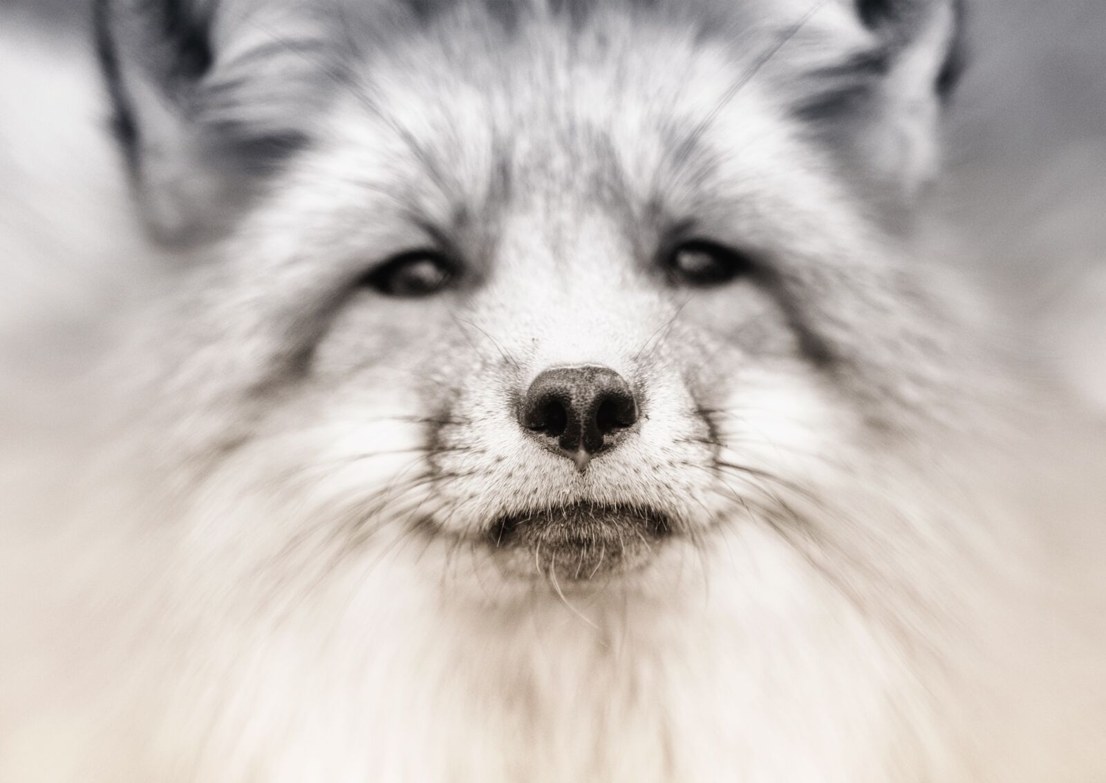 Nikon D90 sample photo. Veterinarian, animal face, portrait photography