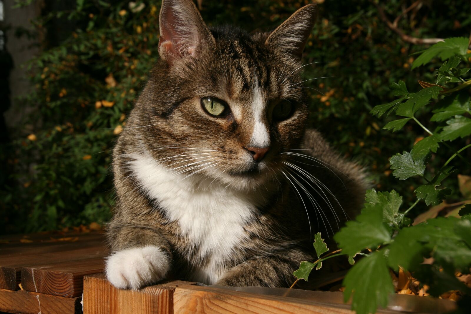 Canon EOS 400D (EOS Digital Rebel XTi / EOS Kiss Digital X) sample photo. Cat, pet, cat face photography