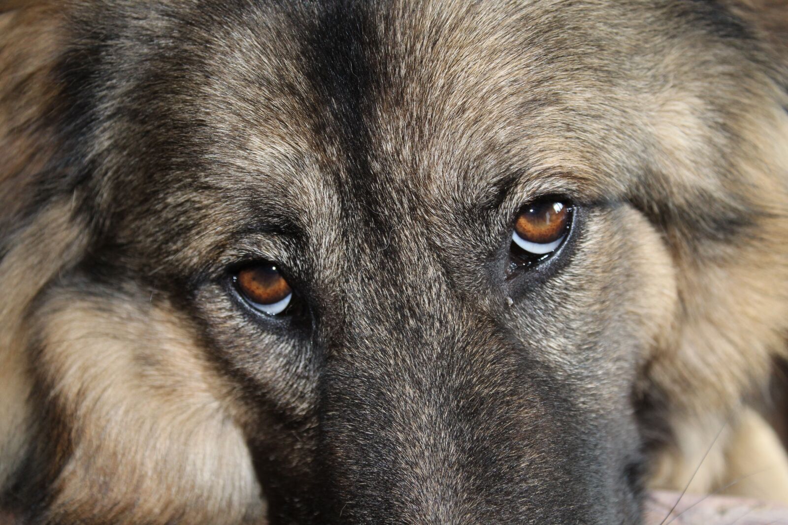 Canon EOS 1300D (EOS Rebel T6 / EOS Kiss X80) sample photo. Dog eyes, dog, eyes photography