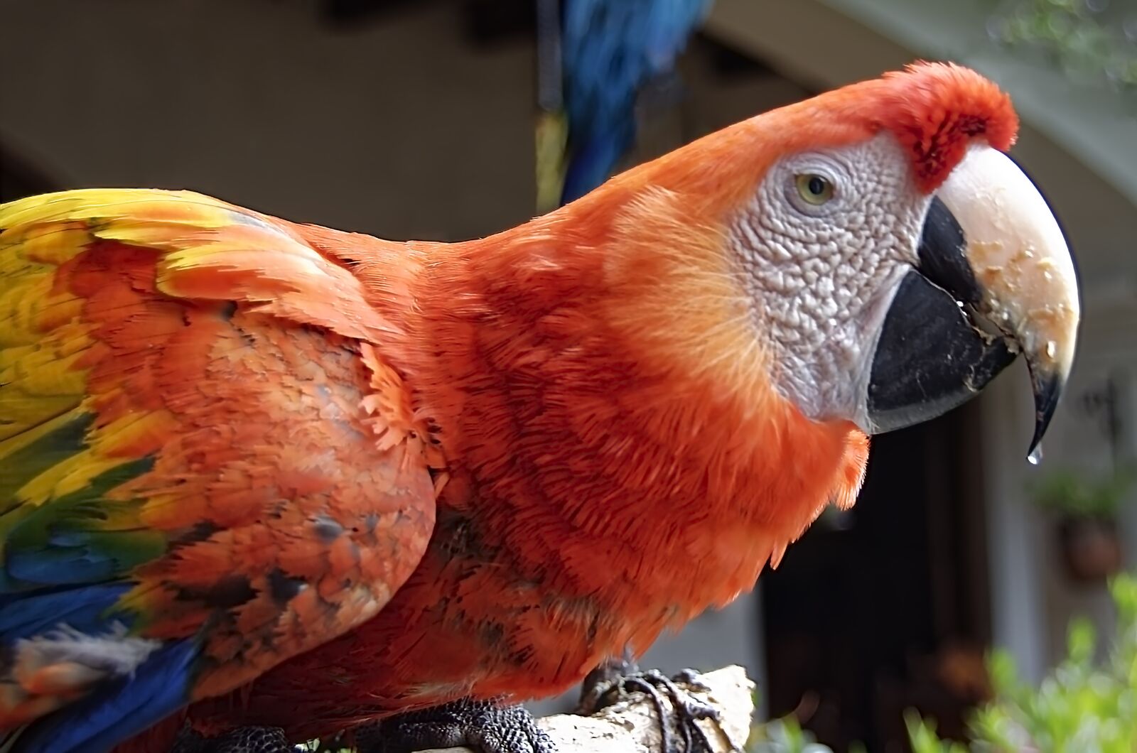 Nikon D7000 sample photo. Parrot, bird, ara photography