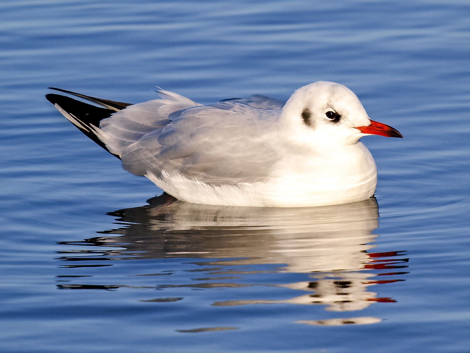 Olympus E-3 sample photo. Black headed gull, seagull photography