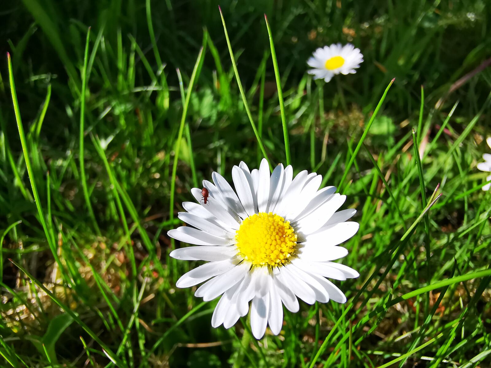 HUAWEI P30 Pro sample photo. Daisy, beetle, spring photography