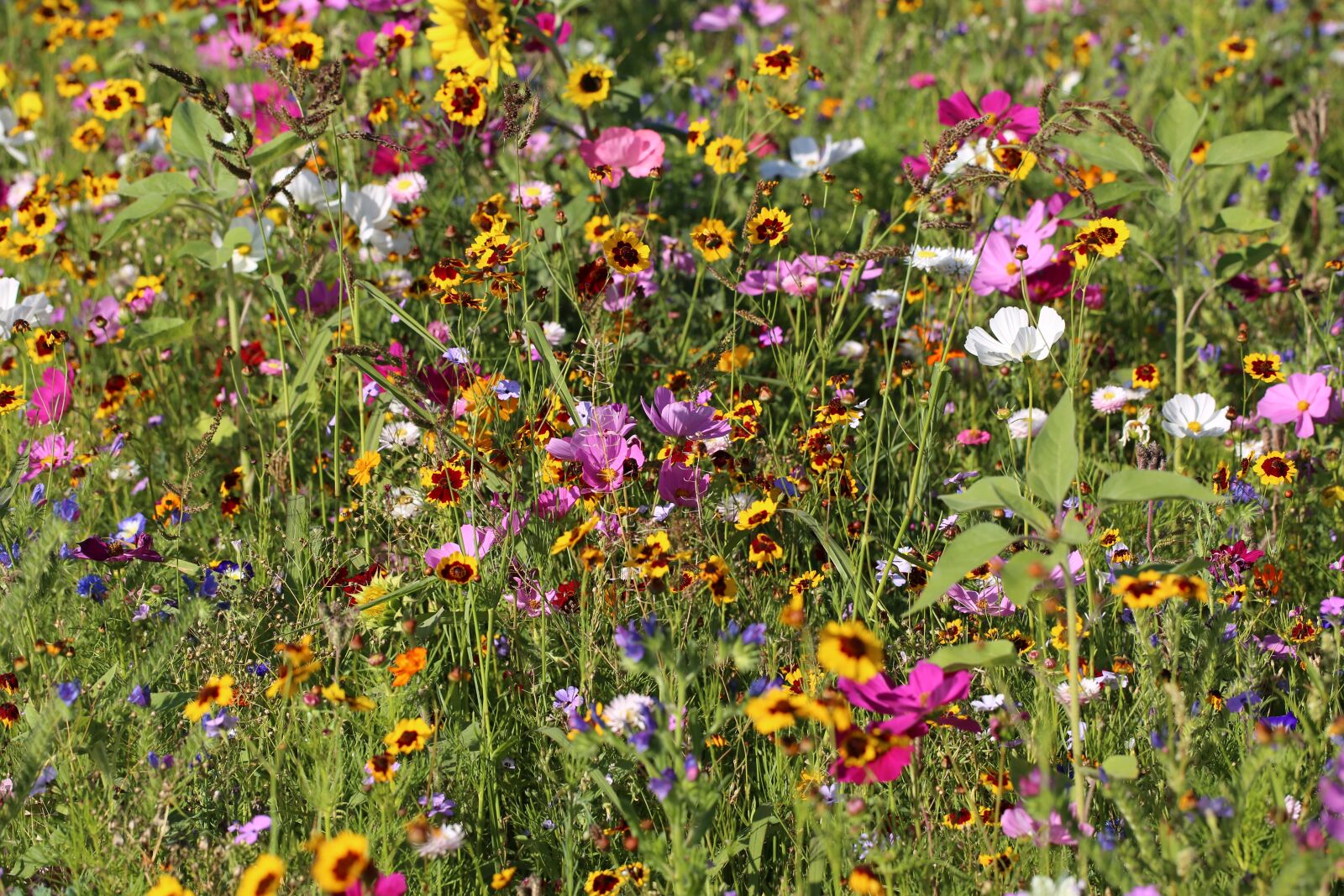 Canon EF 100mm F2.8L Macro IS USM sample photo. Flower meadow, flowers, meadow photography