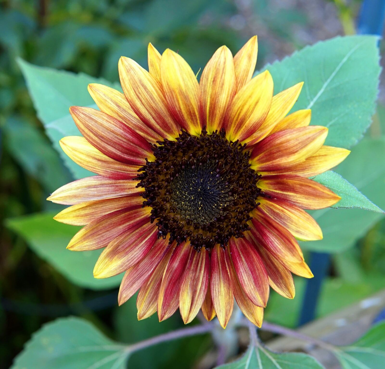 Sony Alpha a5000 (ILCE 5000) + Sigma 30mm F1.4 DC DN | C sample photo. Sunflower, blossom, bloom photography