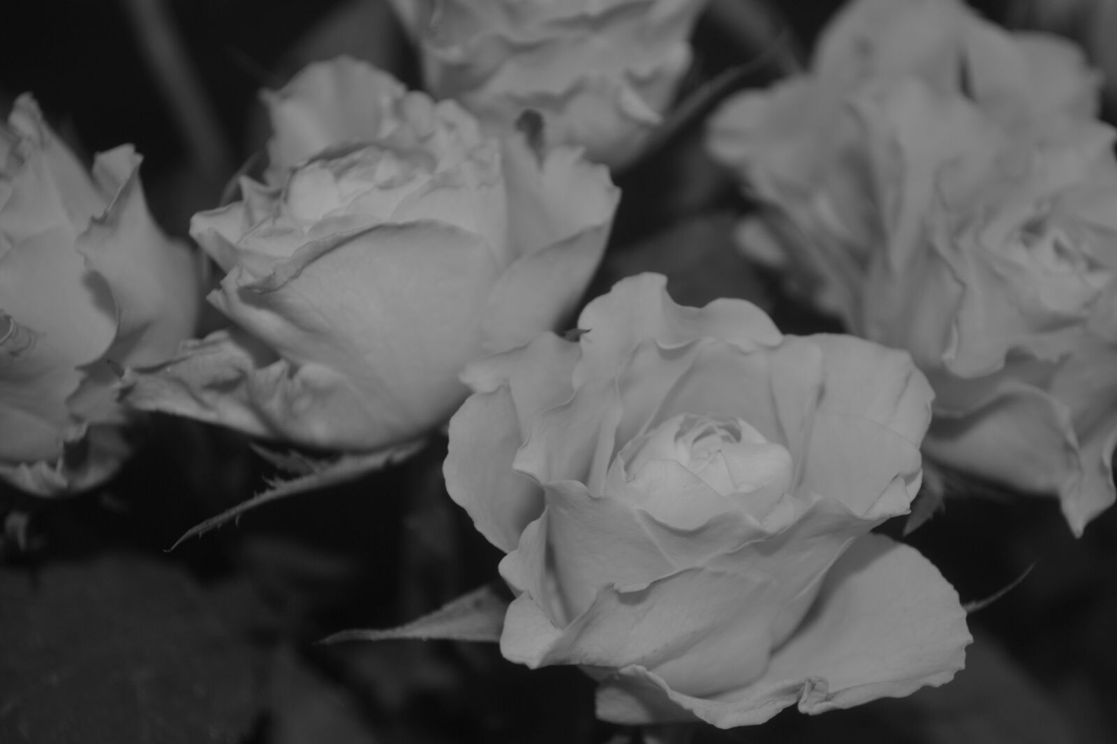 Nikon D3100 sample photo. Roses, plant, flowers photography