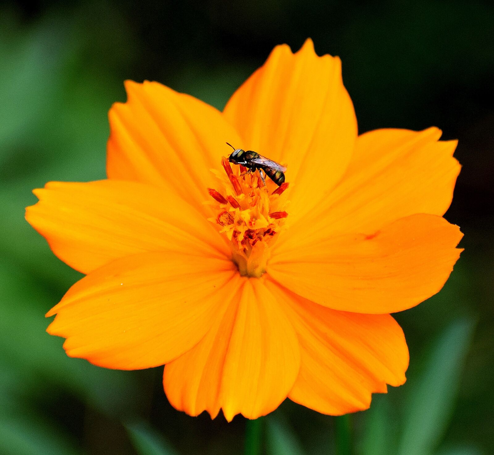 Nikon D3300 sample photo. Nature, flower, insects photography