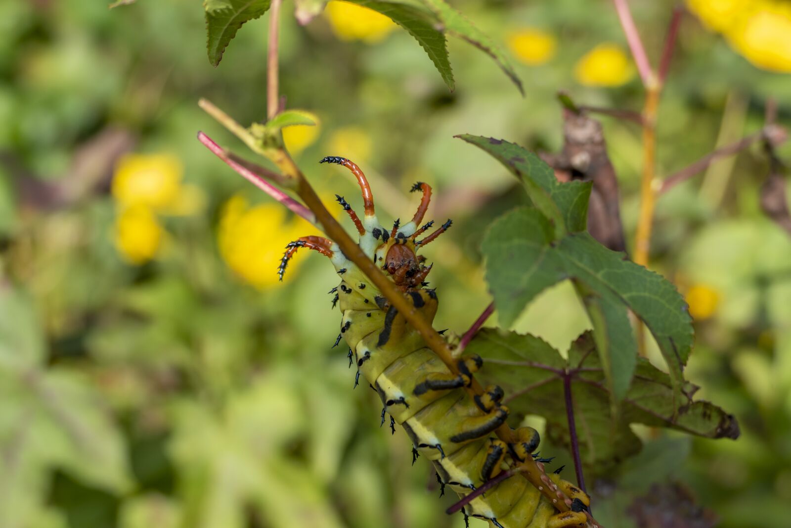 Panasonic Lumix DMC-FZ1000 sample photo. Caterpillar, insect, bug photography