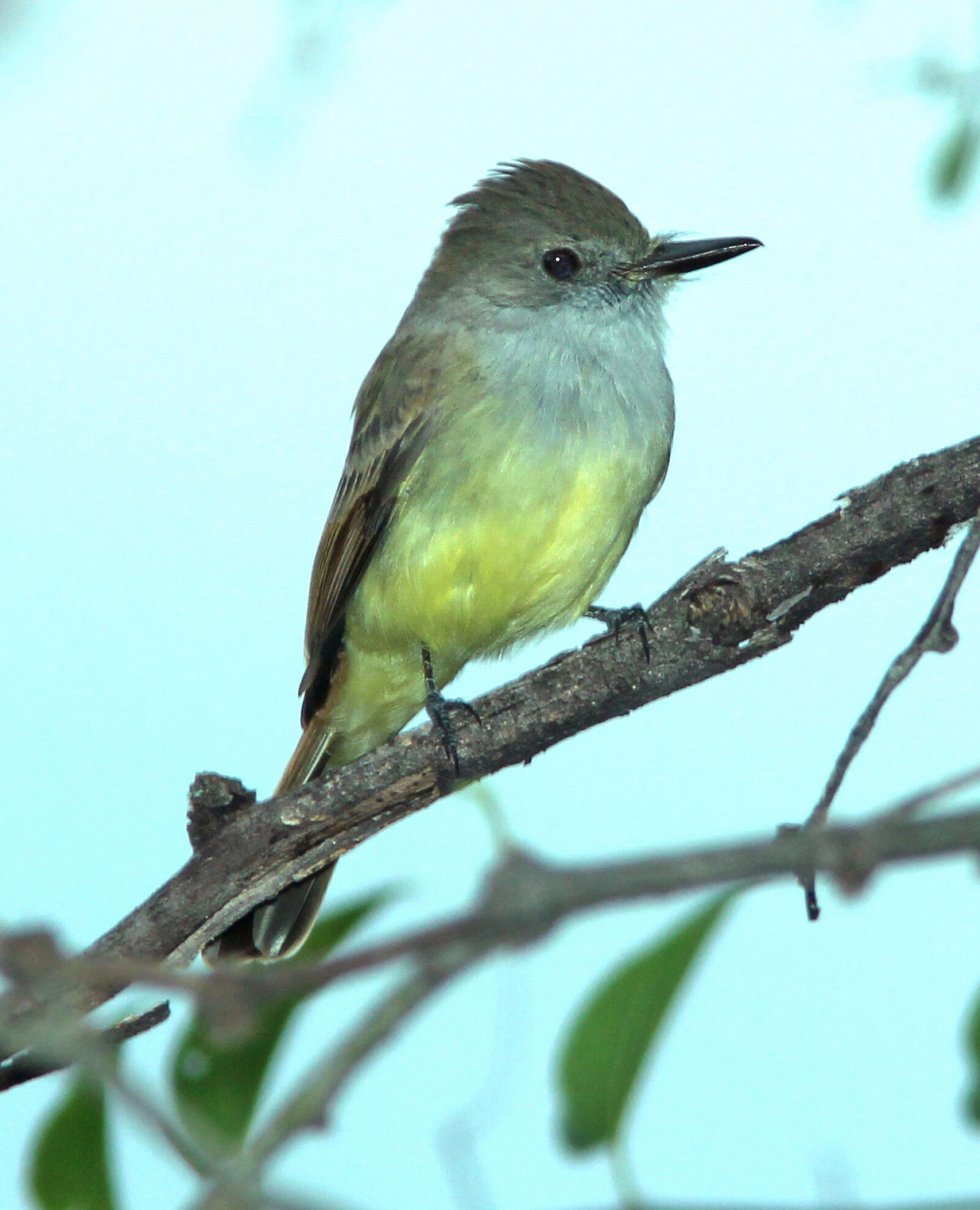Canon EF 300mm F4L IS USM sample photo