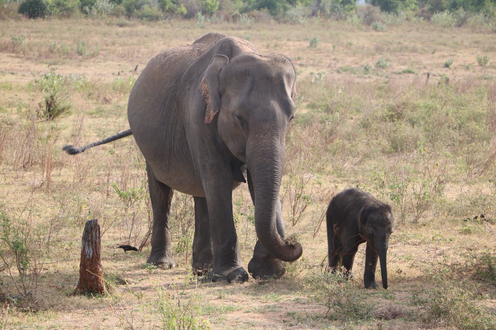 Canon EOS 750D (EOS Rebel T6i / EOS Kiss X8i) sample photo. Elephant, baby elephant, sri photography